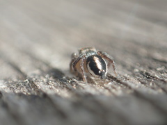 Habronattus decorus