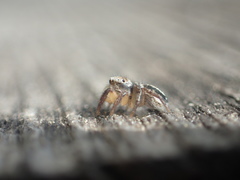 Habronattus decorus