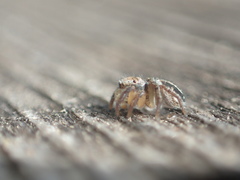 Habronattus decorus