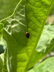 Brachiacantha ursina