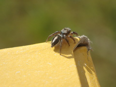 Habronattus decorus