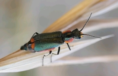 Clanoptilus marginellus