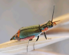 Clanoptilus marginellus