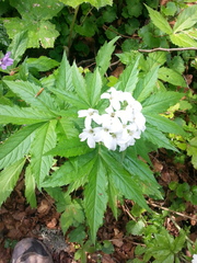 Cardamine heptaphylla