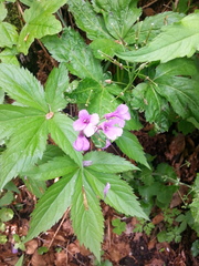 Cardamine pentaphyllos