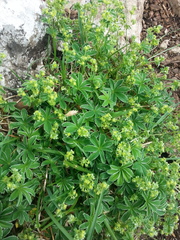 Alchemilla conjuncta