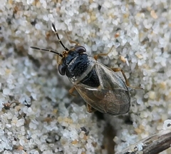 Geocoris megacephalus