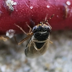 Geocoris megacephalus