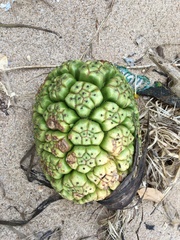 Pandanus tectorius