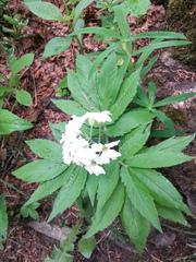Cardamine heptaphylla