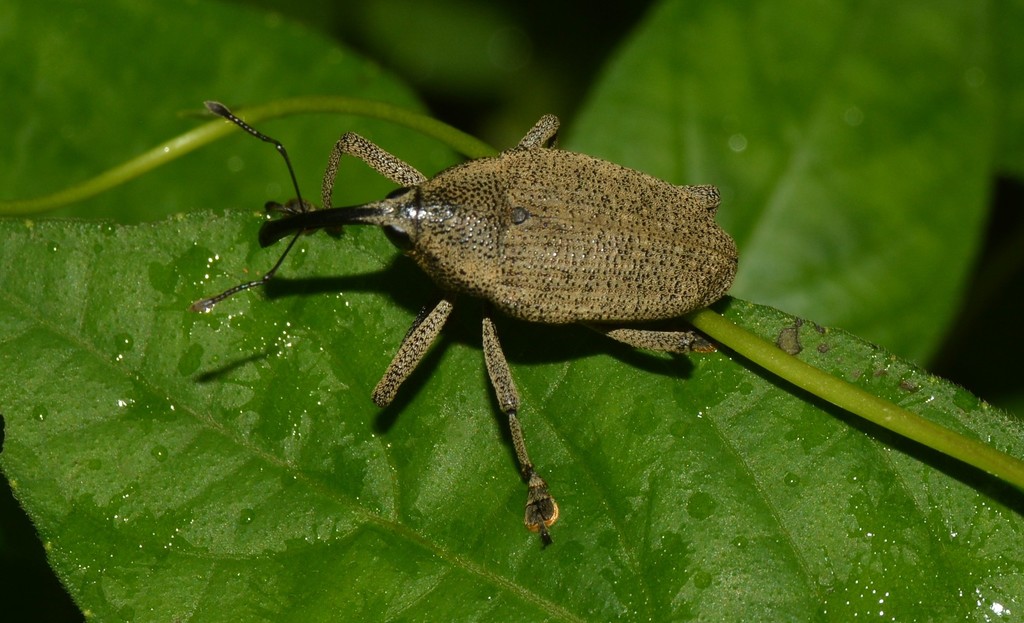 Cholus laticollis