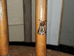Apantesis phalerata