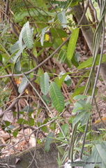 Magnoliopsida