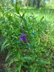 Scutellaria scordifolia