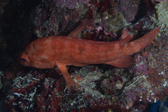 Cephalopholis spiloparaea