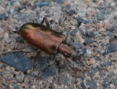 Coleoptera