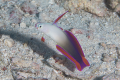 Nemateleotris decora