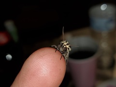 Apantesis phalerata