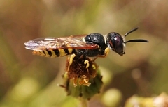 Philanthus triangulum