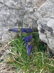 Gentiana clusii