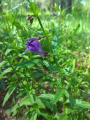 Scutellaria scordifolia
