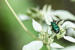 Trichiotinus lunulatus