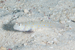 Amblyeleotris guttata