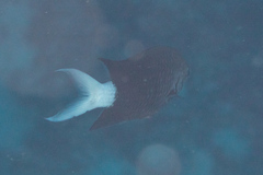 Chromis xanthura
