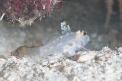 Fusigobius aureus