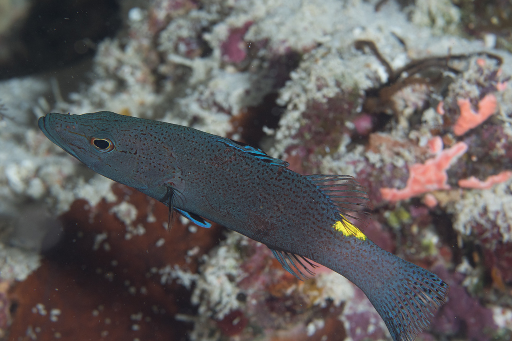 Arrow-Head Soapfish