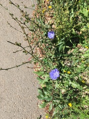 Cichorium intybus