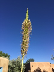 Agave ornithobroma