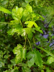 Ribes nigrum