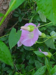 Calystegia × pulchra