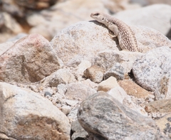 Dipsosaurus dorsalis dorsalis