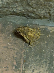 Duttaphrynus melanostictus