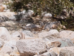 Dipsosaurus dorsalis dorsalis