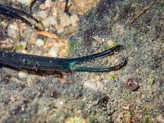 Macrobrachium formosense