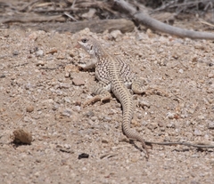 Dipsosaurus dorsalis dorsalis