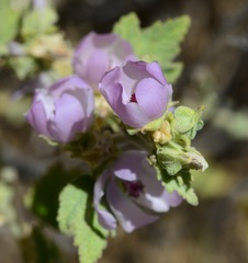 Malacothamnus aboriginum