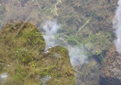 Callitriche hermaphroditica