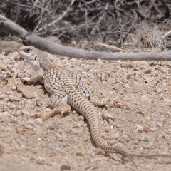 Dipsosaurus dorsalis dorsalis