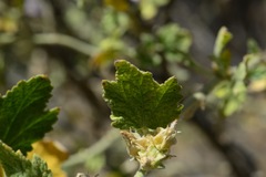 Malacothamnus aboriginum