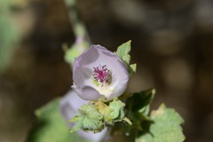 Malacothamnus aboriginum