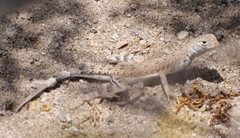 Callisaurus draconoides rhodostictus