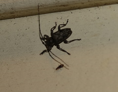 Aegomorphus modestus