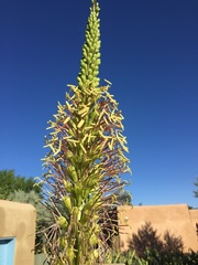Agave ornithobroma