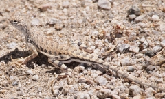 Callisaurus draconoides rhodostictus