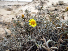 Pulicaria burchardii burchardii