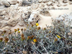 Pulicaria burchardii burchardii